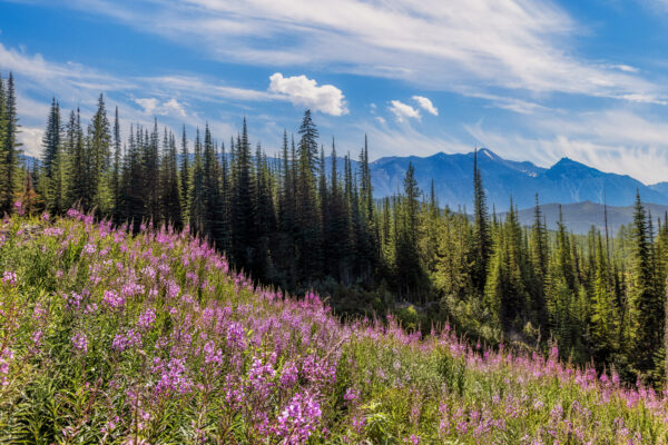 3037 Touch of Color with Fireweed