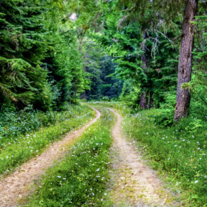 3038 The Road Not Taken