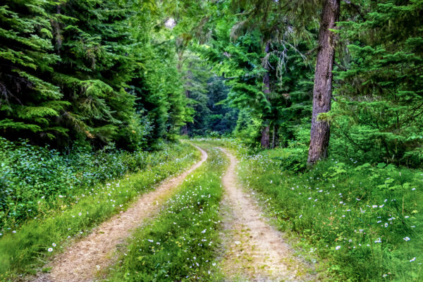 3038 The Road Not Taken