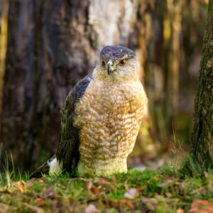 6073 Red Tailed Hawk
