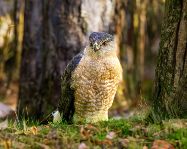 6073 Red Tailed Hawk