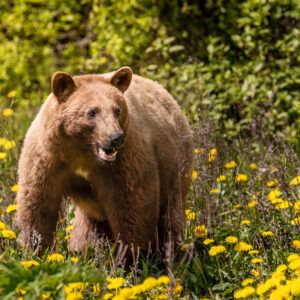 6066 - Grizzly