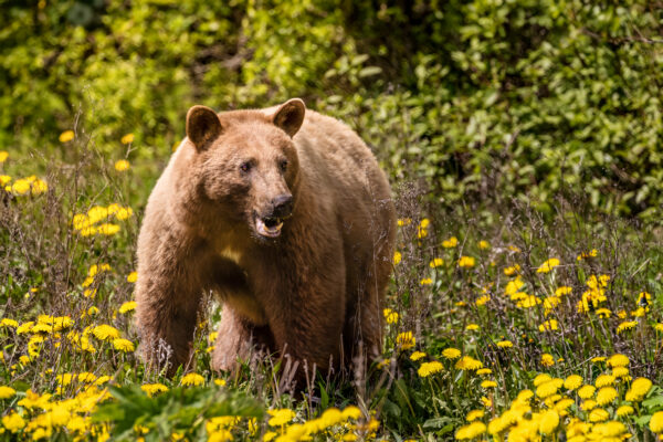 6066 - Grizzly
