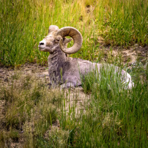 6067 - Lone Ram