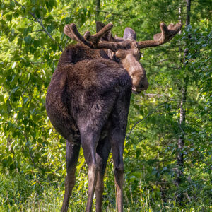 6068 - Young Bull Moose