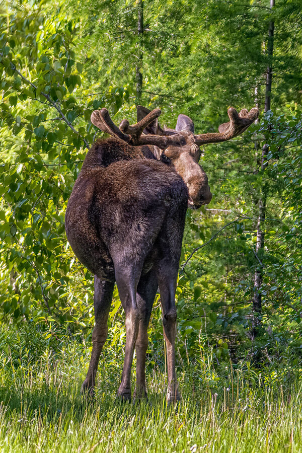 6068 - Young Bull Moose
