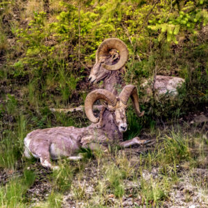 6069 - Rams