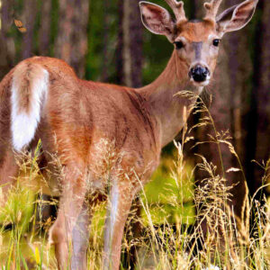 6072 Young buck