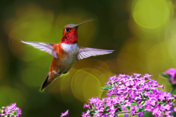 8014 Rufous at the Ready