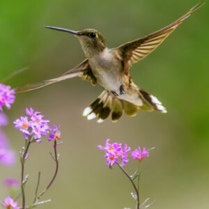 8016 Dancing Delight
