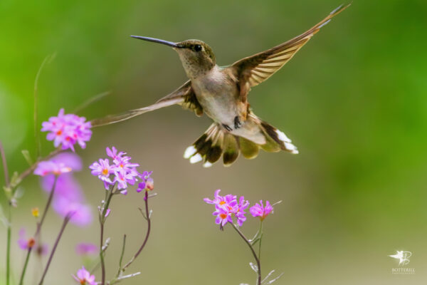 8016 Dancing Delight