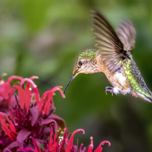 8017 Beauty of Nature