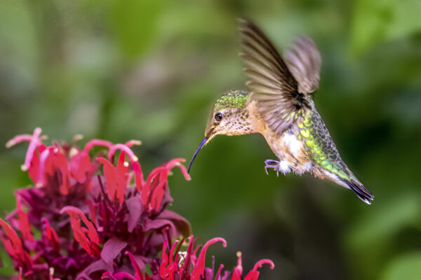 8017 Beauty of Nature