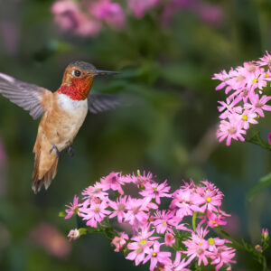 8021 Summer Hummer