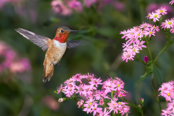 8021 Summer Hummer