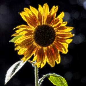 1026 Sensational Sunflower