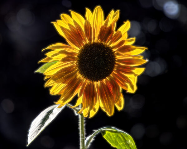 1026 Sensational Sunflower