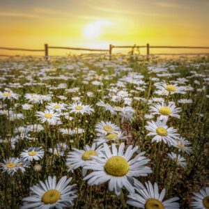 1021 Daisy Day