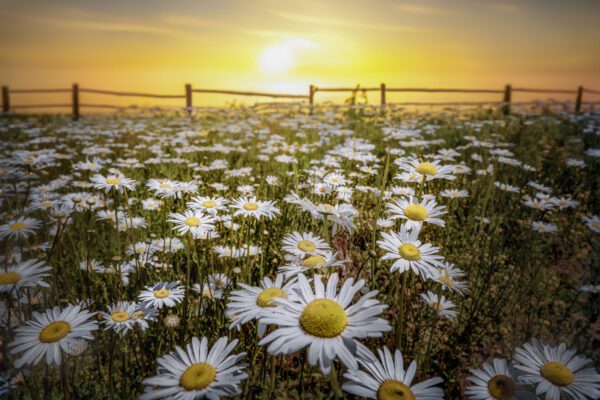 1021 Daisy Day