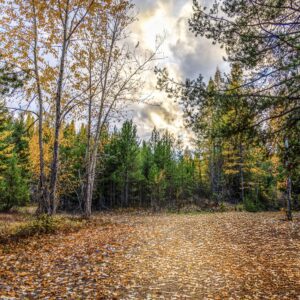 4008 Autumn Invites