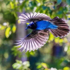 6013 Beauty In Motion