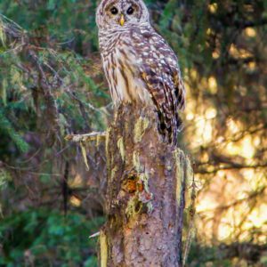 6017 Barred Owl