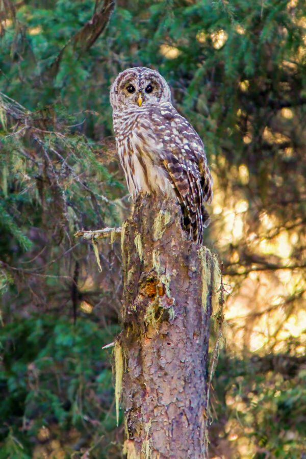 6017 Barred Owl