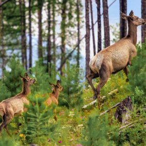 6021 Ridgeway Elk