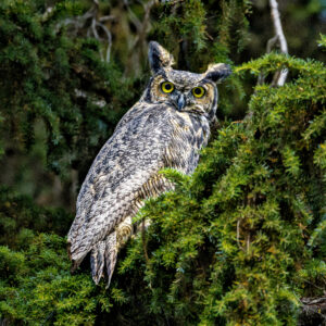 6065 Great Horned Owl