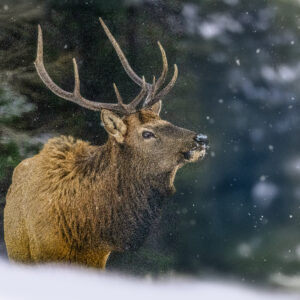 6000 Majestic Bull Elk