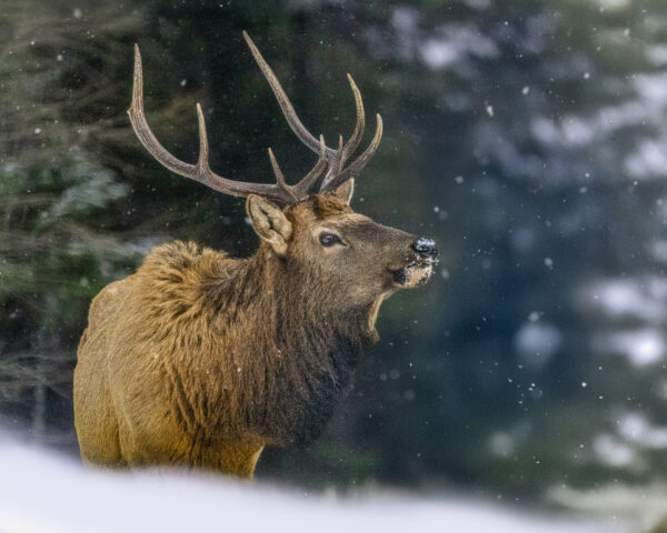 6000 Majestic Bull Elk