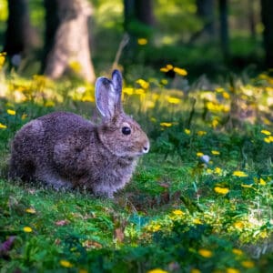 6001 Bunny Love