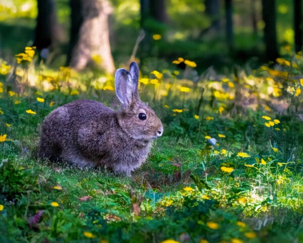 6001 Bunny Love