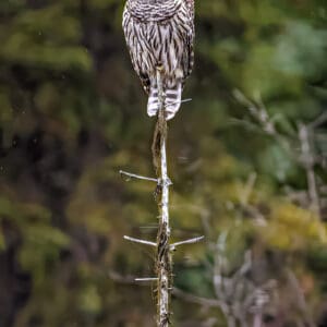 6010 Barred Owl II