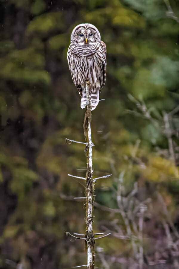 6010 Barred Owl II