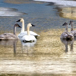 6077 Swans on Golden water