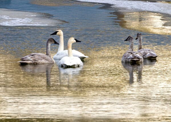 6077 Swans on Golden water