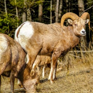6076 Rams in the Wild