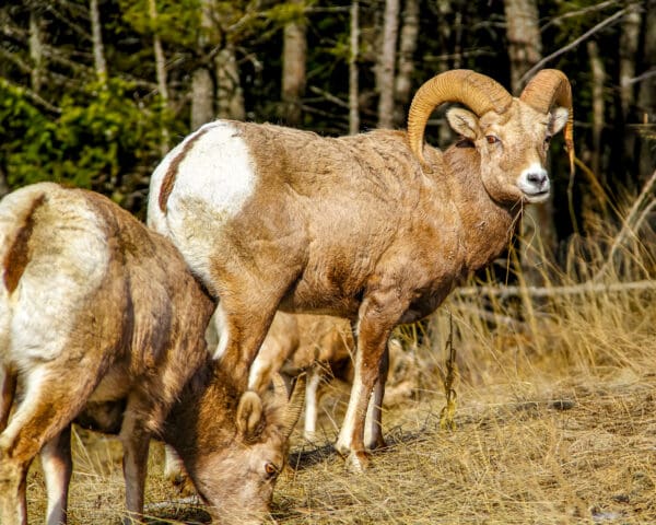 6076 Rams in the Wild