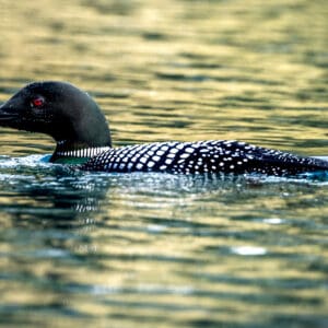 6074 Loon
