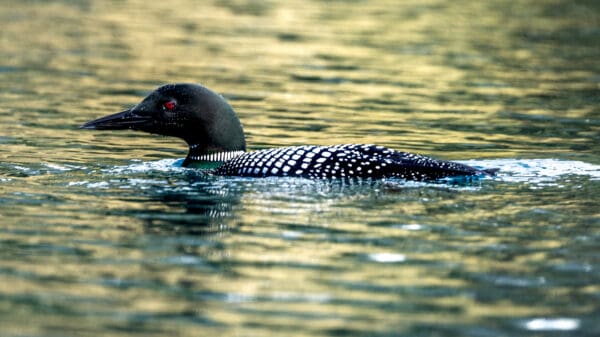 6074 Loon