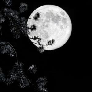 7019 Peek A Boo Moon