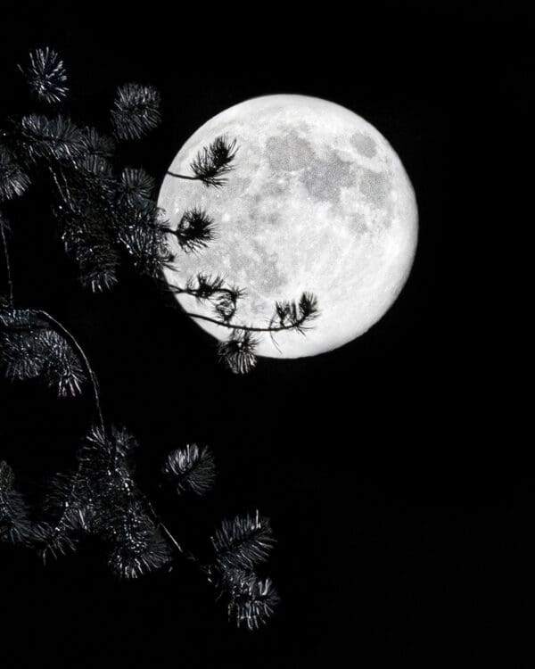 7019 Peek A Boo Moon