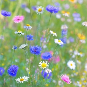 1031 Colors to Tickle