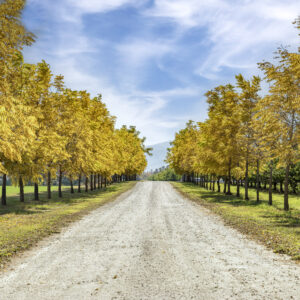 3045 Orchard Treasures