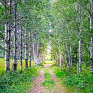 1036 Wandering Green